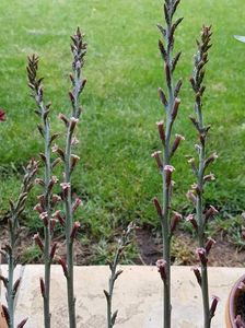 Floricele adromischus