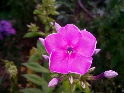 Phlox de la Svetlana