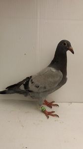 vandut