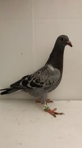 vandut