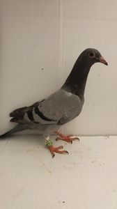 vandut