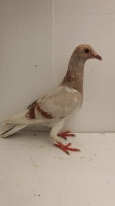 vandut