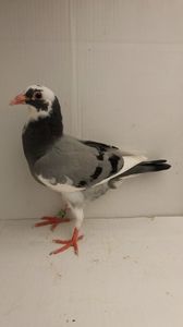 vandut