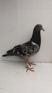 vandut