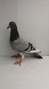 vandut