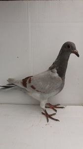 vandut