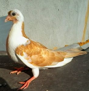 Din moriscari tata regele