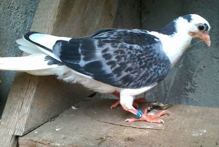 Din moriscari tari