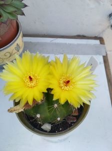 Notocactus