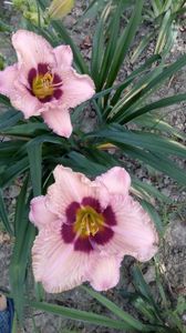 orchid candy