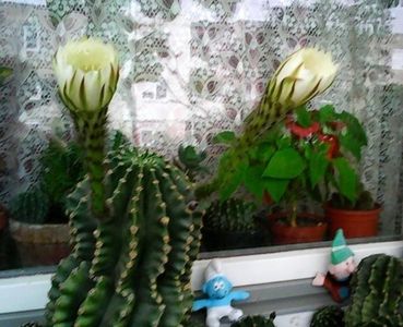 oie_23213748Cxu784vL