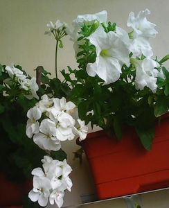 Nuovo_1_Photo8456