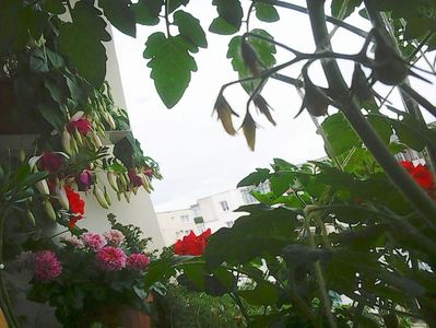 Nuovo_1_Photo8461