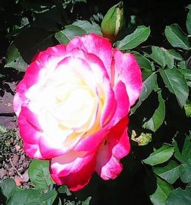 oie_5ZJjoH56NB48
