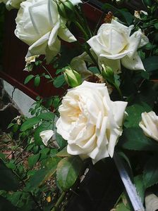 Photo8093