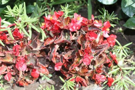 semperflorens begonia rosu