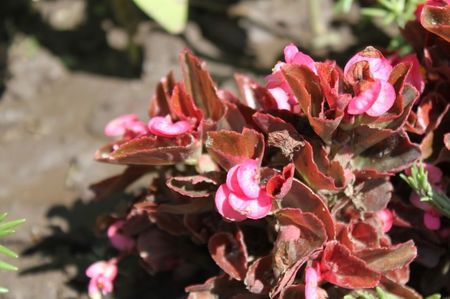 semperflorens begonia roz