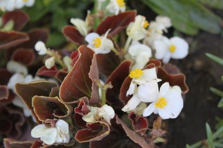 semperflorens begonia alb