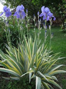 pallida variegata_7264