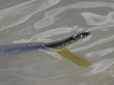 Șarpe de apă (Natrix tessellata)