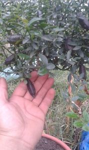 Finger lime