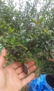 Finger lime