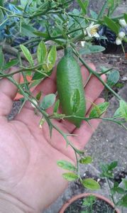 Finger lime; Faustrime
