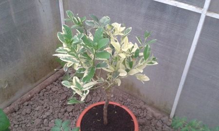 Citrus medica digitata; Mîna lui Buda pestriț
