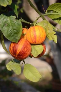 Citrus maery x sinensis doppio sanguino; Portocal acrobal
