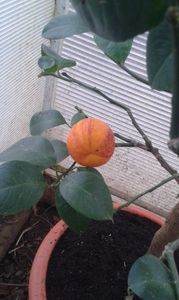 Citrus maery x sinensis doppio sanguino; Portocal acrobal
