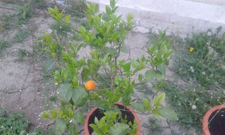 Citrus maery x sinensis doppio sanguino; Portocal acrobal
