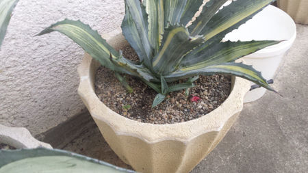 Pui Agava Americana Striata 30 lei