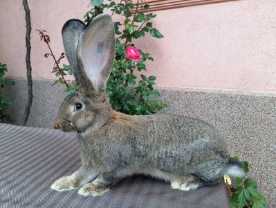 F    RO 7  2820  4 luni