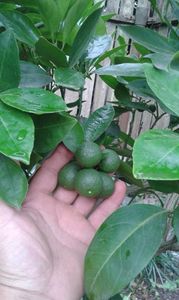 Citrus sinensis moro; Portocal roșu violet
