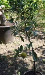 Citrus sinensis variegat; Portocal pestriț
