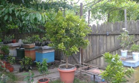 Citrus reticulata; Mandarin timpuriu
