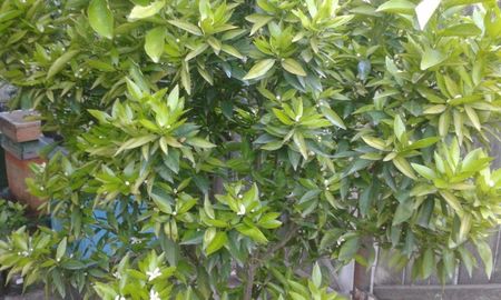 Citrus reticulata; Mandarin timpuriu
