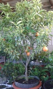 Citrus reticulata; Mandarin timpuriu
