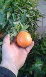 Citrus reticulata; Mandarin timpuriu
