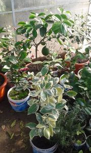 Citrus sinensis variegat; Portocal pestriț
