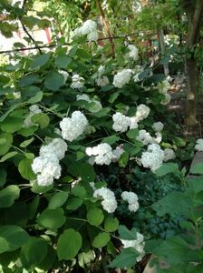 Hortensie de curte