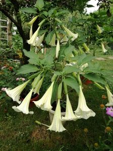 Brugmansia Lemon