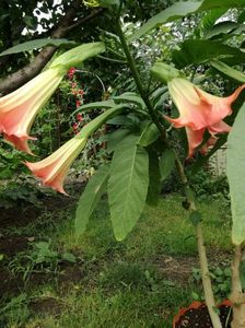 Brugmansia roz