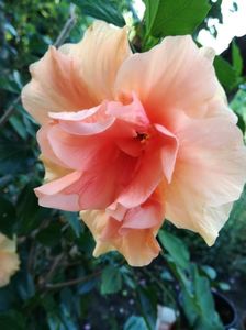 Hibiscus piersicuta akimenisi