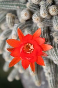 chamaecereus silvestrii