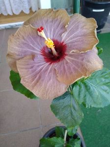 Hibiscus Gomer Francoise Levavasseur. Day 1