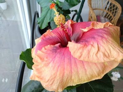 Hibiscus Gomer Jan Petiet