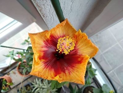Hibiscus Gomer Moorea Sunset Star