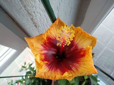 Hibiscus Gomer Moorea Sunset Star2