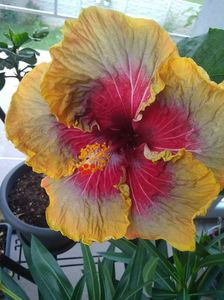 Hibiscus Gomer Tahitian Purple Passion